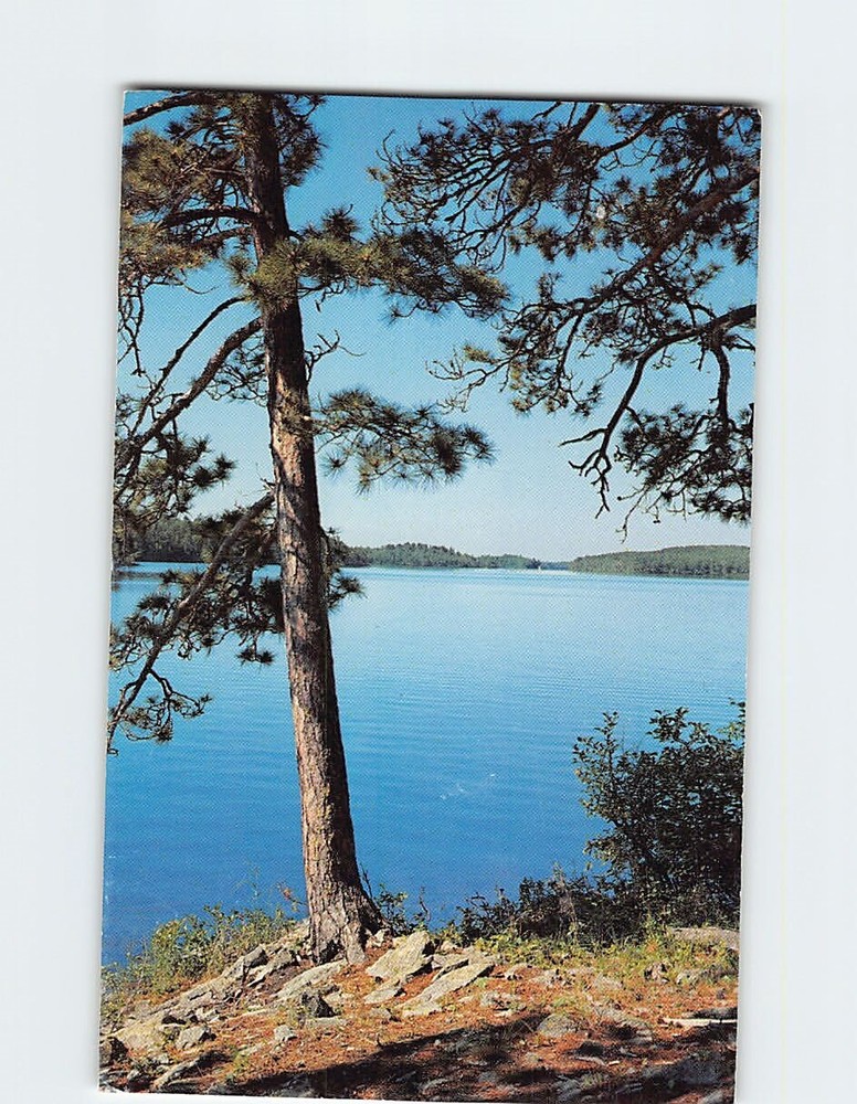 Postcard Norway Pines Sentinels Of Lake Country