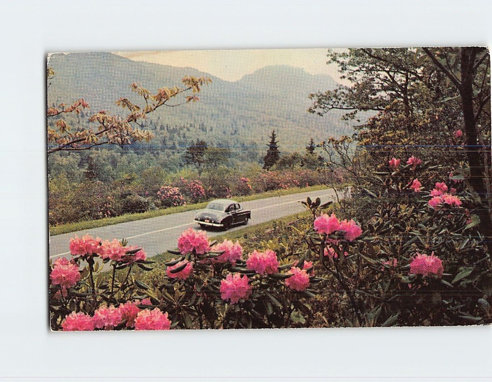 Postcard Rhododendron in Spring Along Highways in Oregon USA