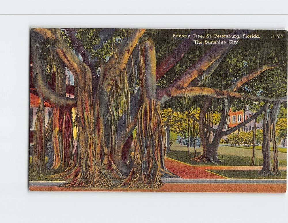 Postcard Banyan Tree St. Petersburg Florida USA