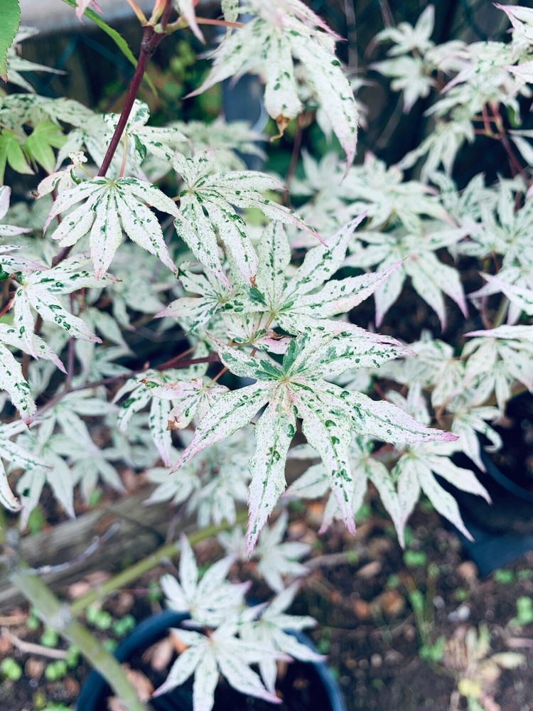 Acer palmatum 