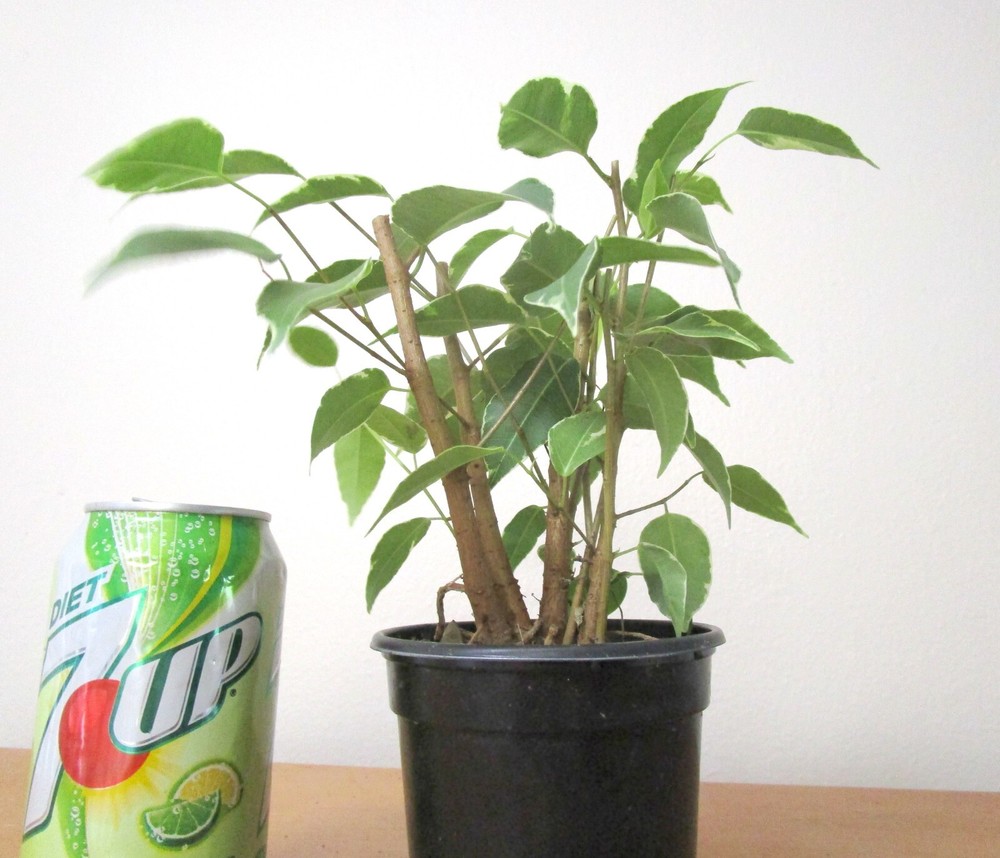 Variegated leaf ficus benjamina for mame shohin bonsai #1