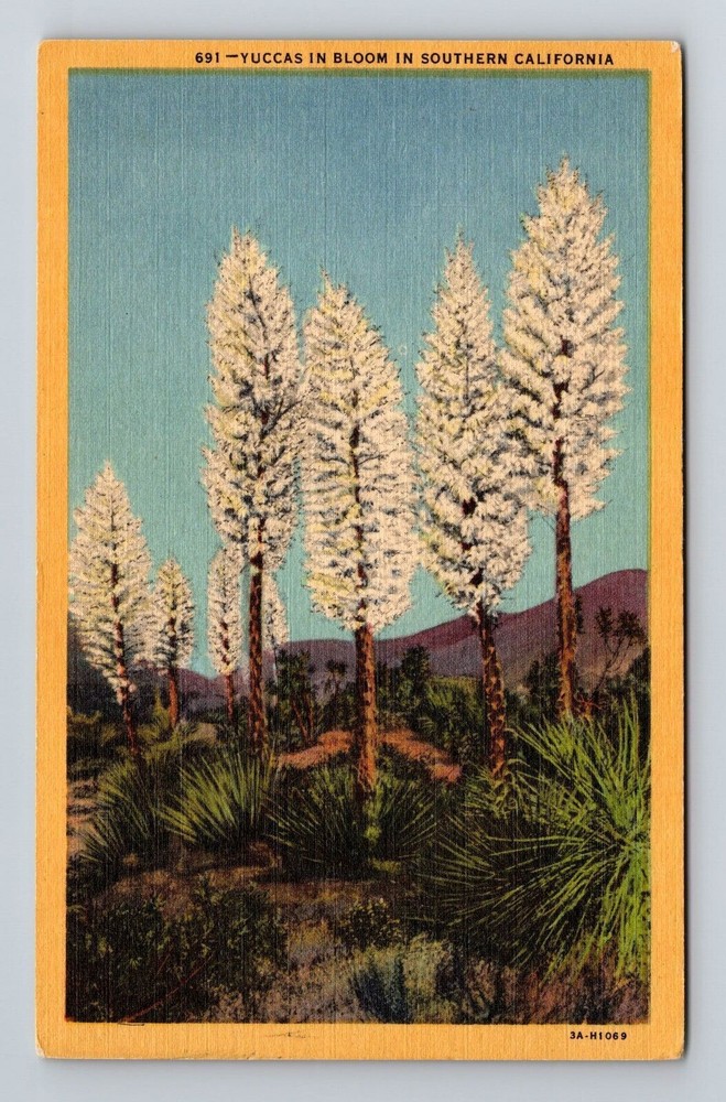 Southern CA-California, Yuccas in Bloom, Scenic, Vintage Postcard