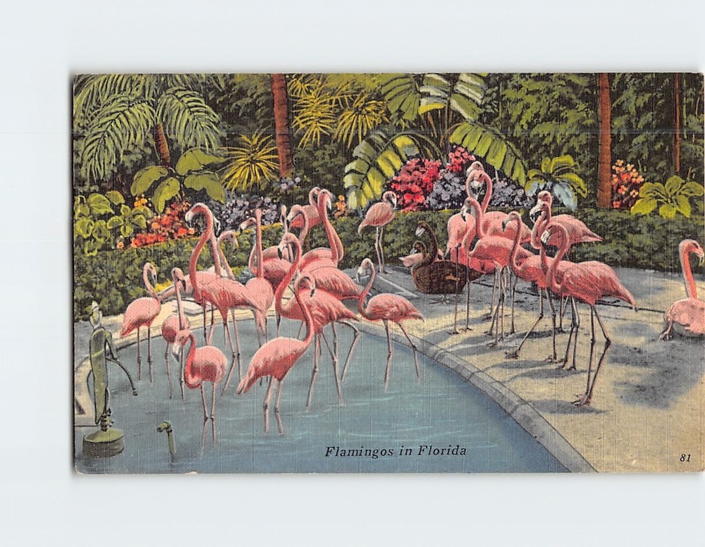 Postcard Flamingos Tropical Hobbyland Miami Florida USA
