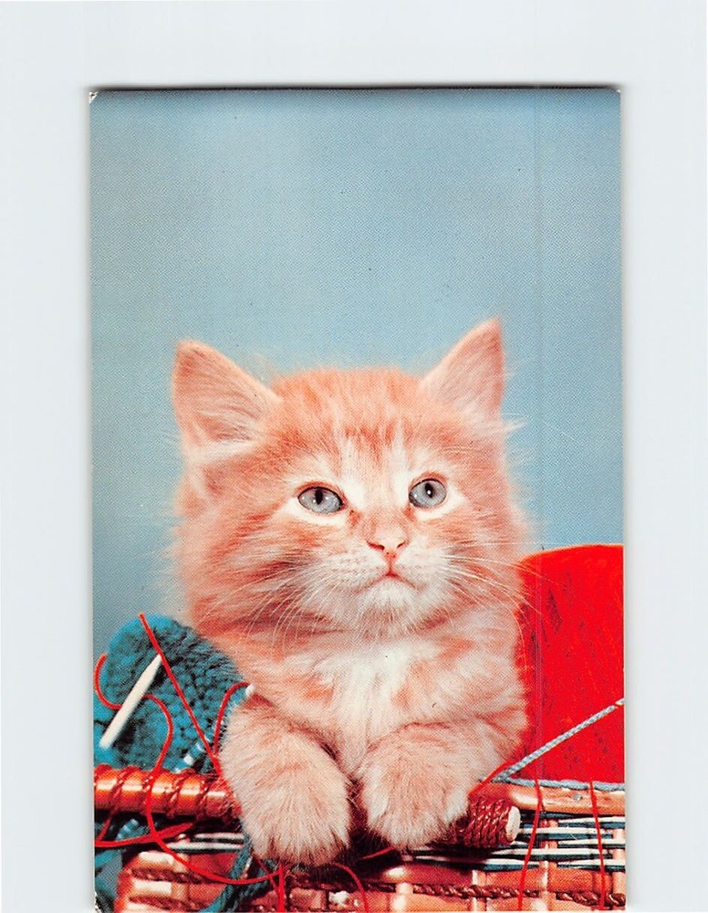Postcard Cute Kitten in A Basket Full of Yarns