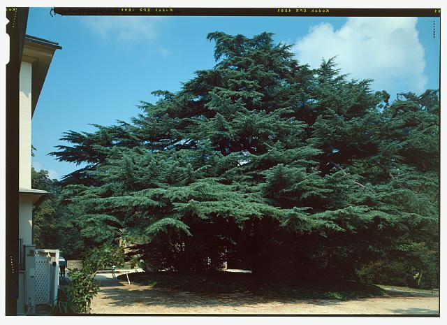 Arlington House West Service Tree Deodar Cedar Arlington Virginia 1900s