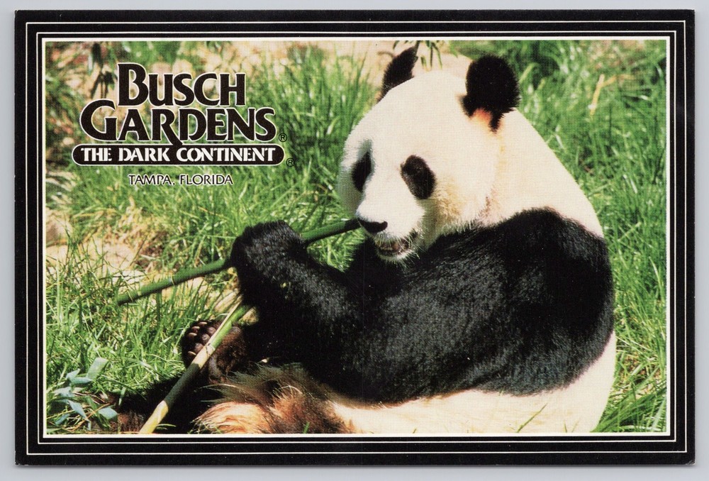 Postcard Busch Gardens Tampa Florida Giant Panda Bear