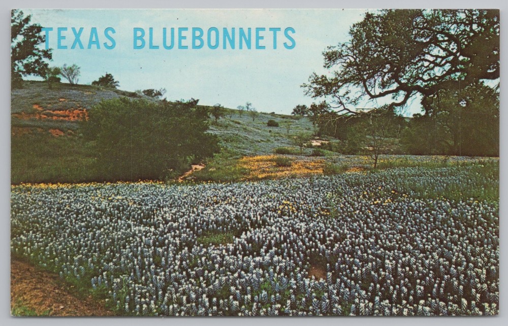 Flowers~Field of Texas Bluebonnets~Vintage Postcard