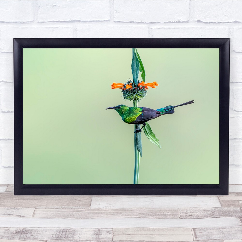 Wildlife Animal Green Bird Sun Wall Art Print