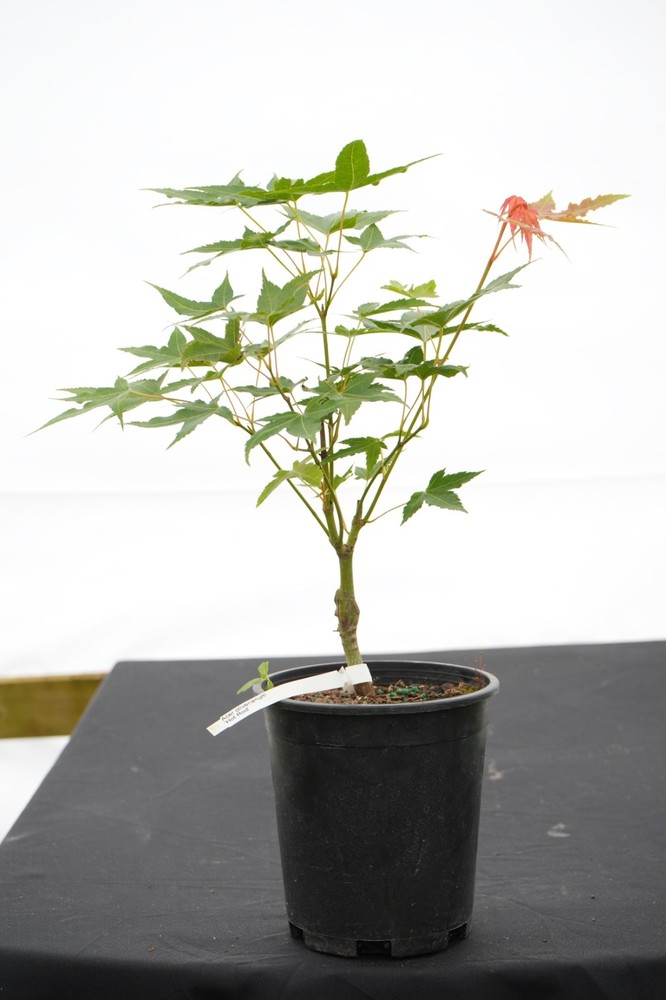 Acer oliverianum 'Hot Rod' Japanese Maple Heat Tolerant 1 Gallon RARE!!!