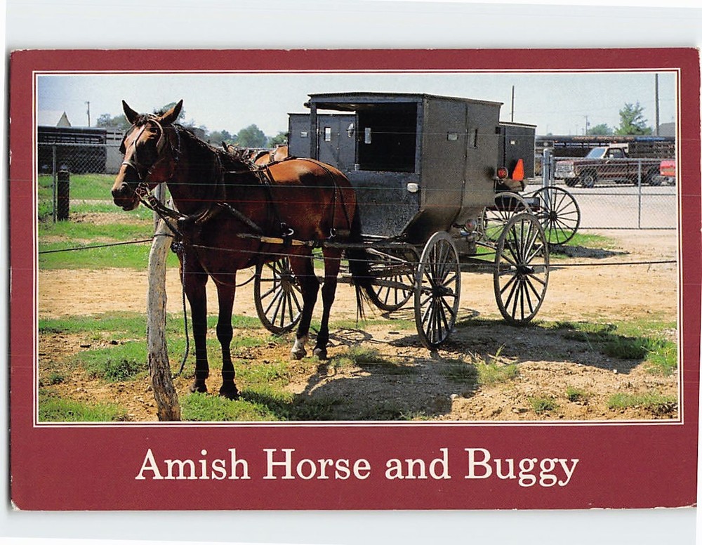 Postcard Amish Horse and Buggy Pennsylvania USA