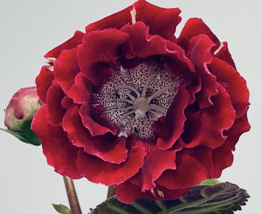 Gloxinia ST- Royal Brocade .  Starter plant. Huge blooms! Gorgeous variety.