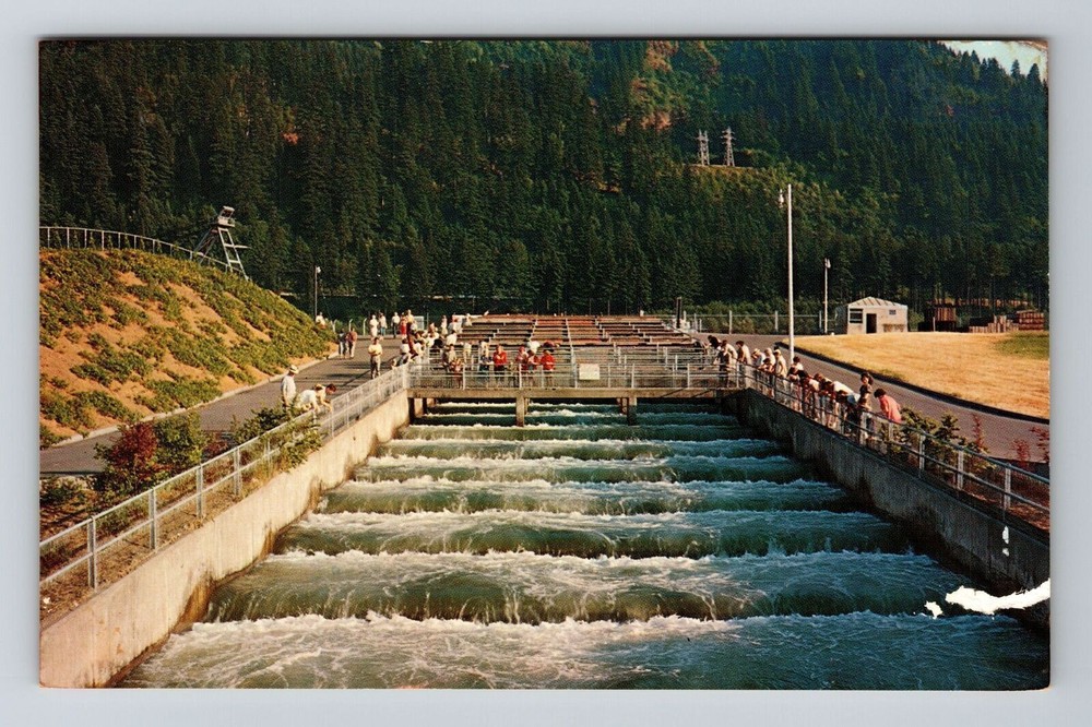 Columbia River OR-Oregon, Bonneville Dam, Fish Ladders, Vintage Postcard