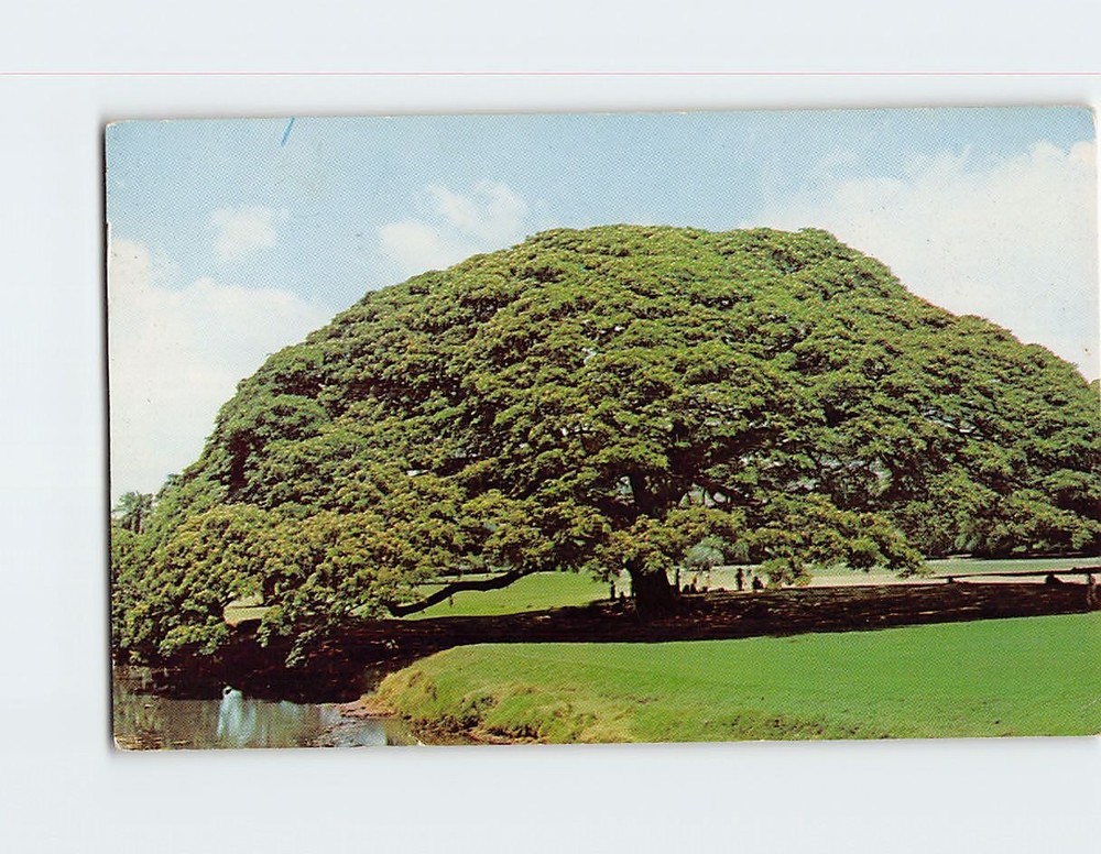 Postcard Monkey Pod Tree Hawaii USA