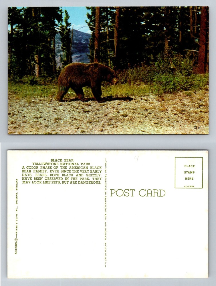 Yellowstone National Park Wyoming, American Black Bear Wildlife Vintage Postcard