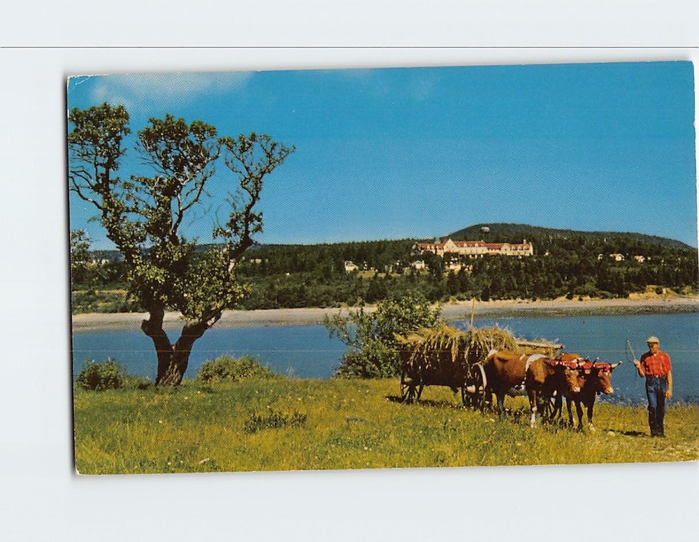 Postcard CPR Digby Pines Hotel & Nova Scotia Oxen Canada