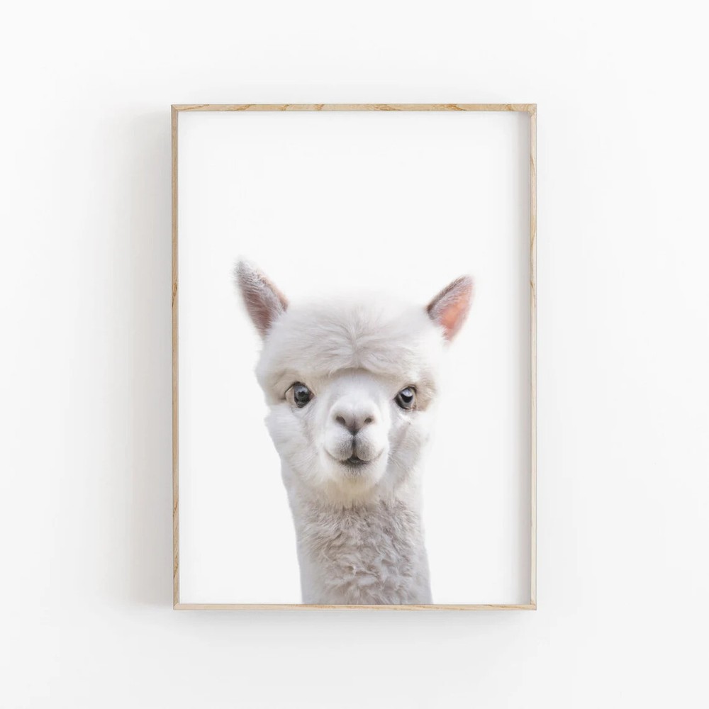 Baby Llama Cute Animal Poster Premium Quality Choose your Size