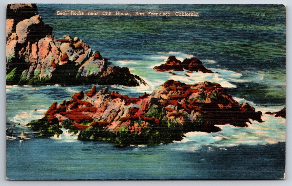 Animals~San Francisco California~Seal Rocks Near Cliff House~Vintage Postcard