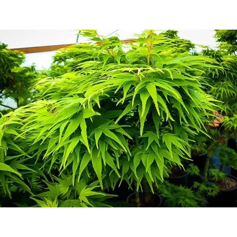 Acer palmatum Sekka Mikawa 12