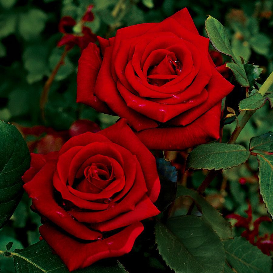 SUPER RARE Black Cherry Rose - 3 unrooted cuttings for rooting or grafting