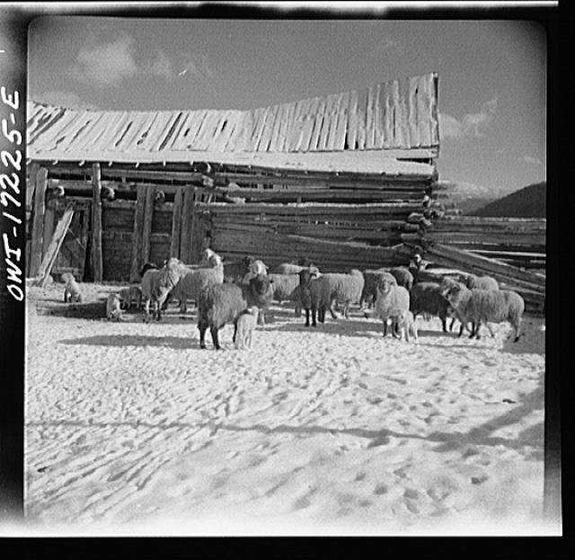 Photo:Penasco New Mexico 1900s Sheep Ranch Sheep Barn Livestock Scene