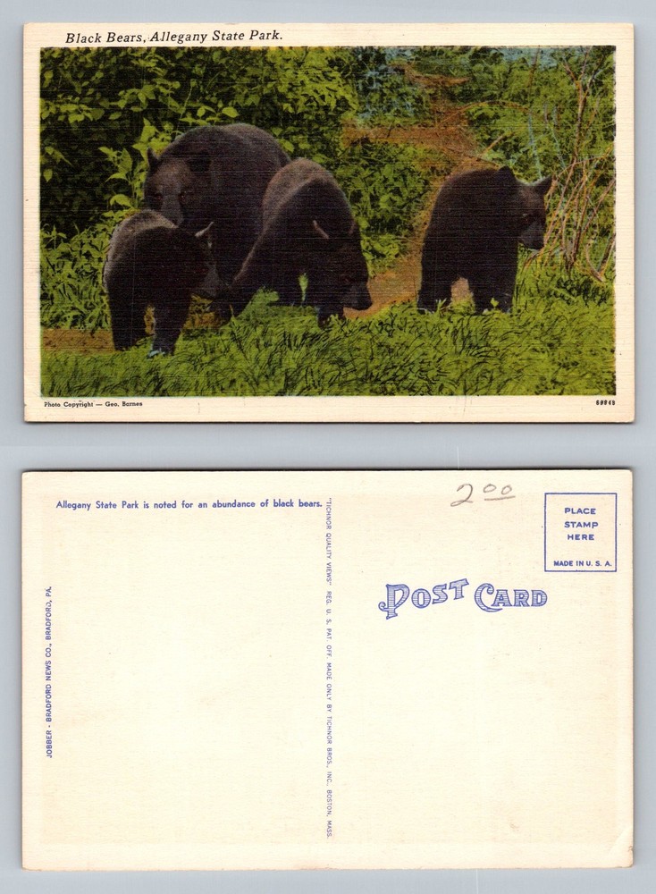 Allegany State Park, NY-New York, Black Bears Wildlife Scene Vintage Postcard