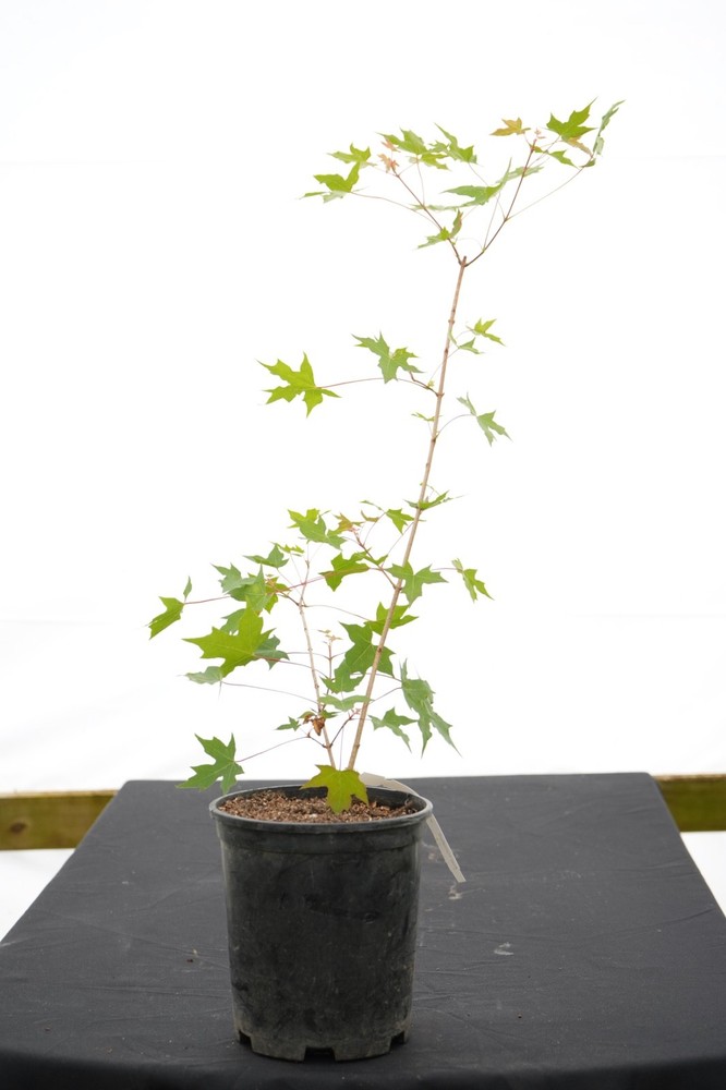 Acer truncatum Heat Tolerant Shantung Maple 1 Gallon