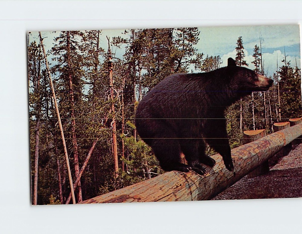 Postcard The Black Bear Yellowstone National Park Wyoming USA