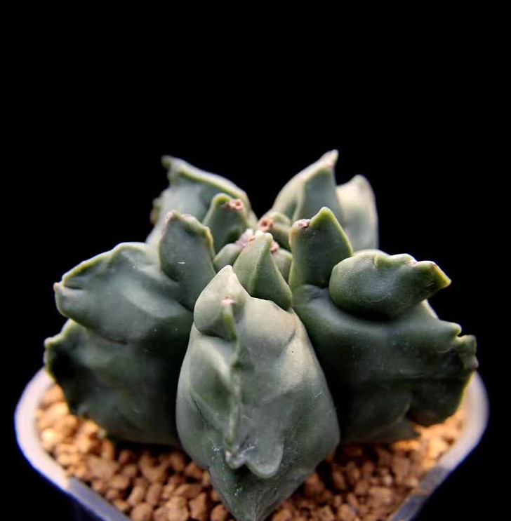 Astrophytum myriostigma KIKKO RareSucculent cactus Garden plant seedgrowth 7-9CM