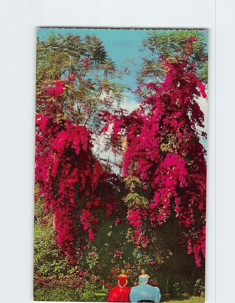 Postcard Famous Rosea Bougainvillea Cypress Gardens Florida USA