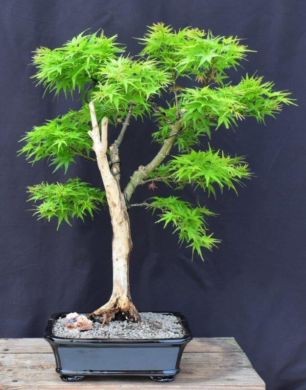 Japanese Maple Bonsai Tree Live Dwarf Acer Palmatum Trained With Jin & Shari 22