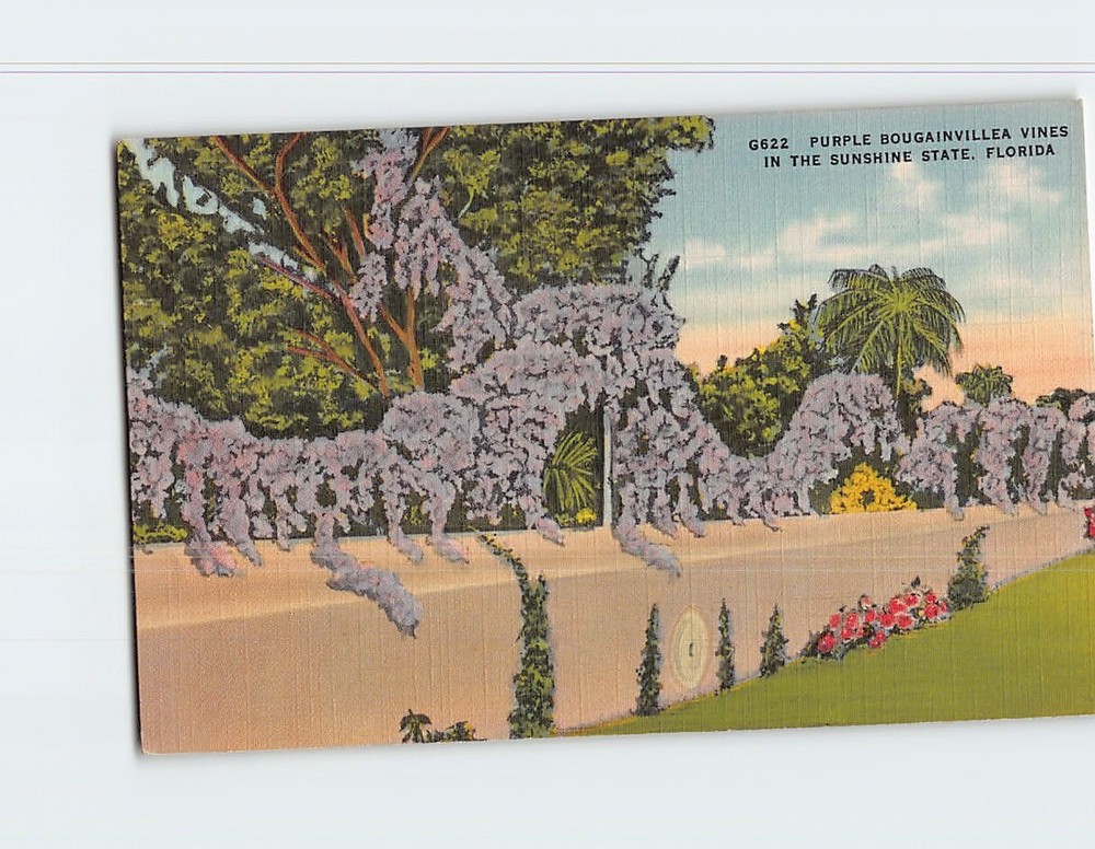 Postcard Purple Bougainvillea Vines in the Sunshine State Florida USA