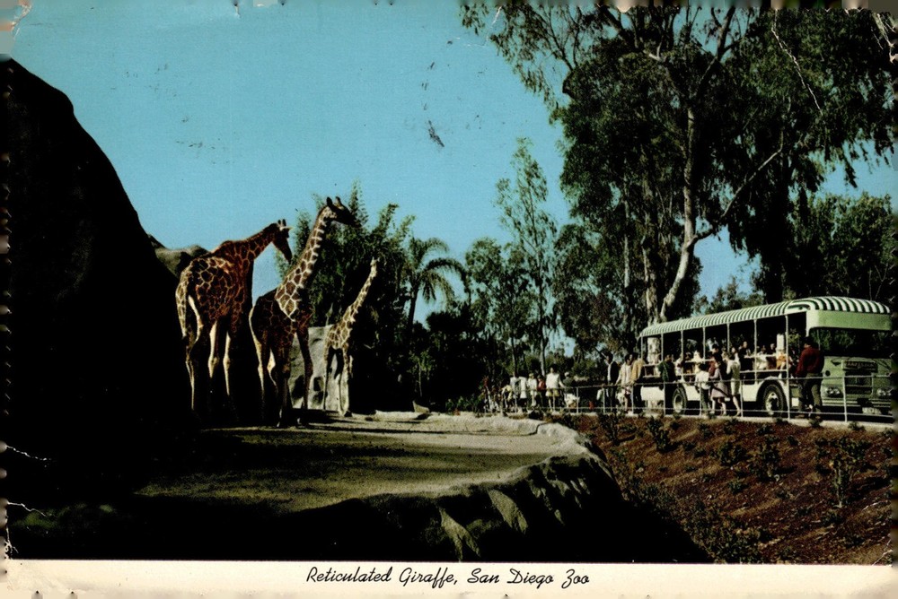 1970s San Diego Zoo California Reticulated Giraffe & Tour Bus Chrome Postcard