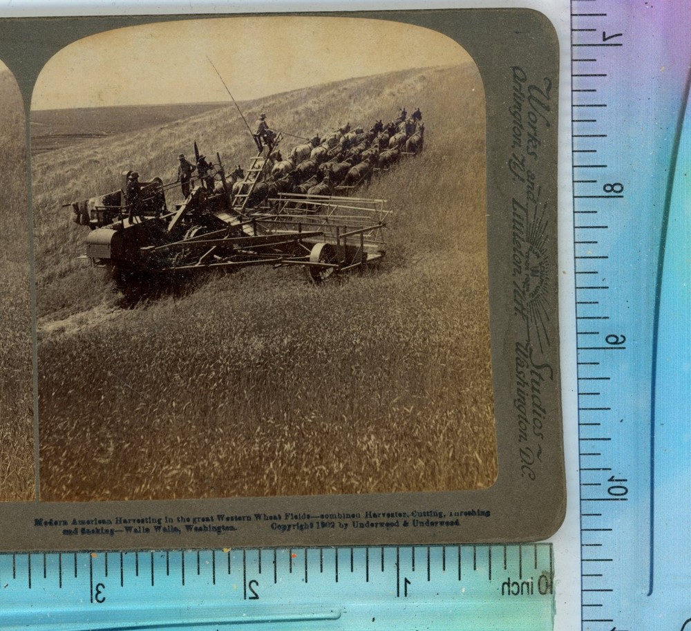 Harvesting Wheat Walla Walla Washington WA Underwood Stereoview