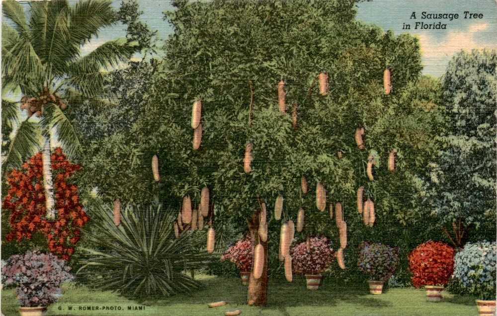 G. W. ROMER-PHOTO, MIAMI, Sausage Tree, Dade Postcard
