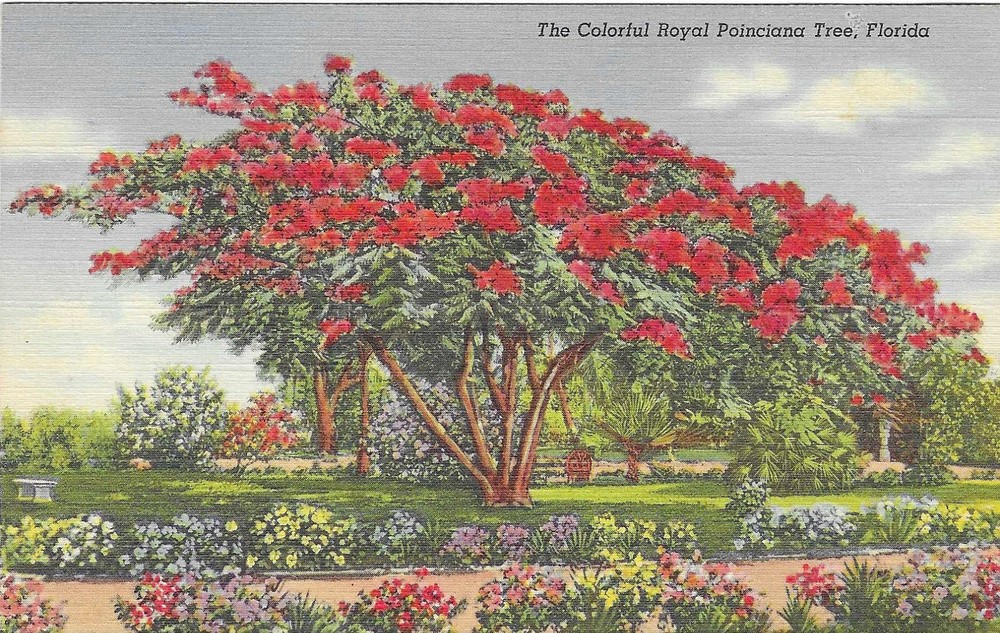 Vintage Florida Linen Postcard Royal Poinciana Tree Flowers Garden
