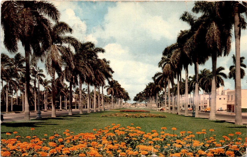 Florida, Royal Palm trees, Florida avenue, B. Amadeus Rubel, Postcard