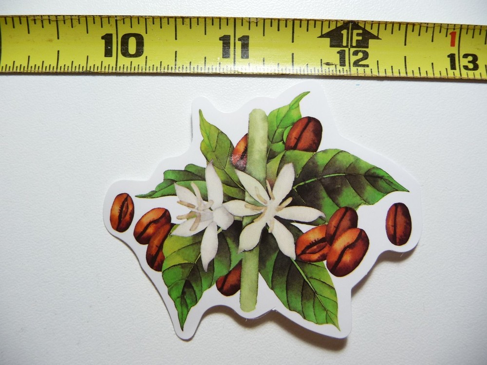Coffee Plant Blooms Beans Decal Sticker for Morning Wake Up Fun