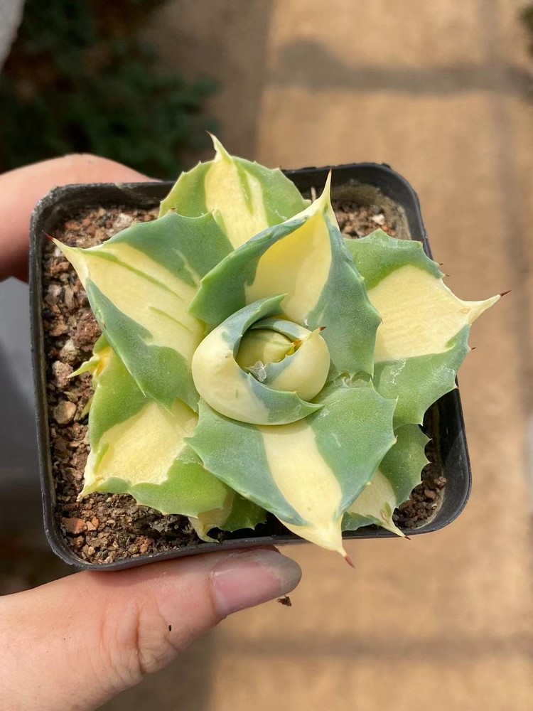 1PCS Yellow Verschaffeltii Succulent Plant Agave PotatorumAgavaceae Garden