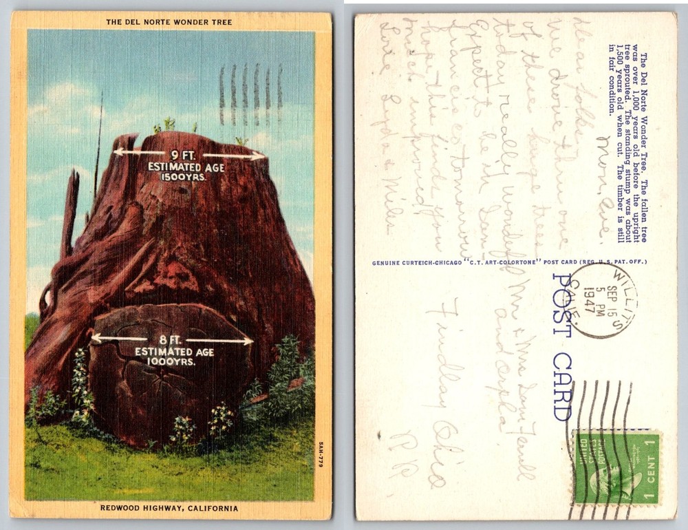 Del Norte Wonder Tree Redwood Highway California 1947 Curteich Postcard