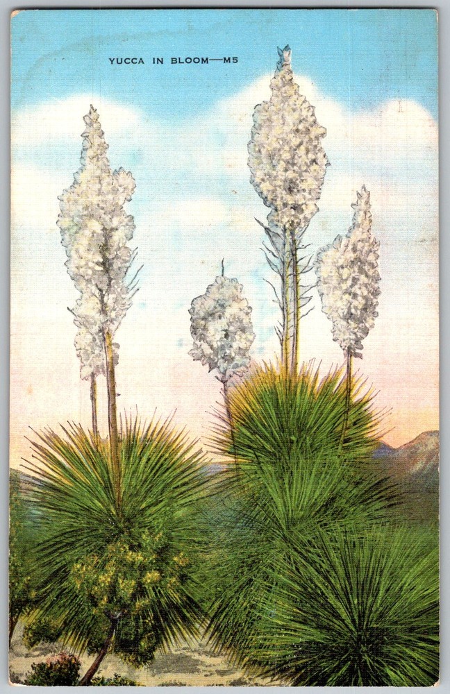 Vtg Linen Postcard Yucca Bloom 1930s