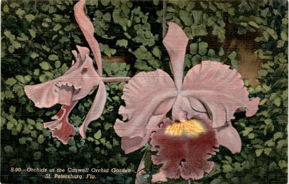Caswell Orchid Garden, St. Petersburg, Fla., SUN NEWS Co. Postcard