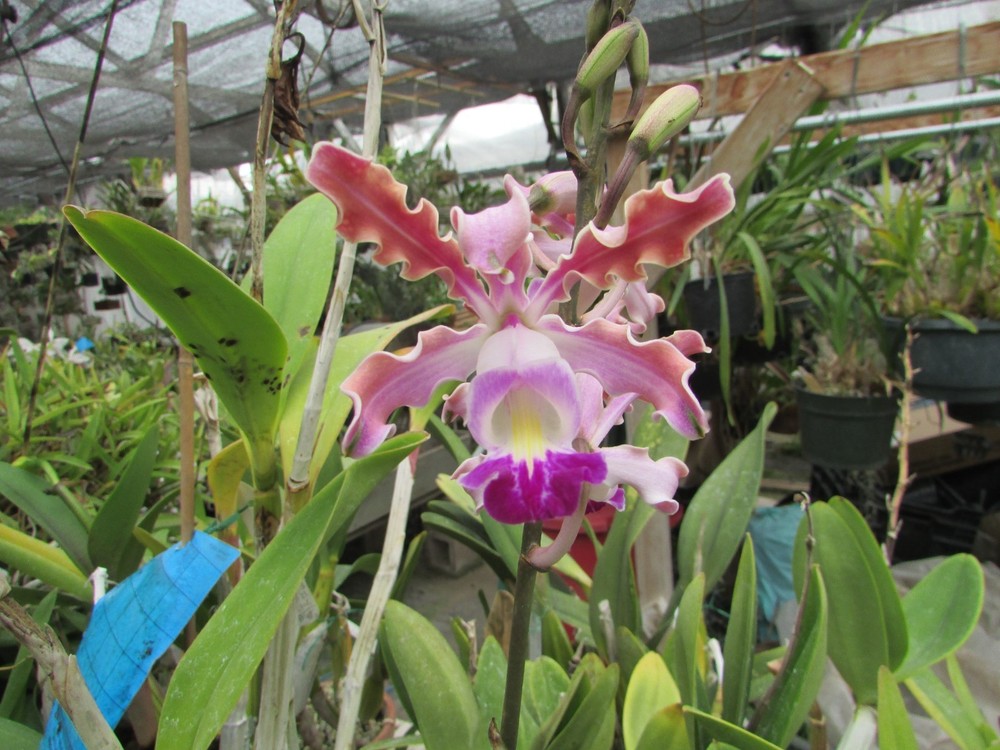 myrm. exaltata orchid species cattleya  DIVISION in Spike!