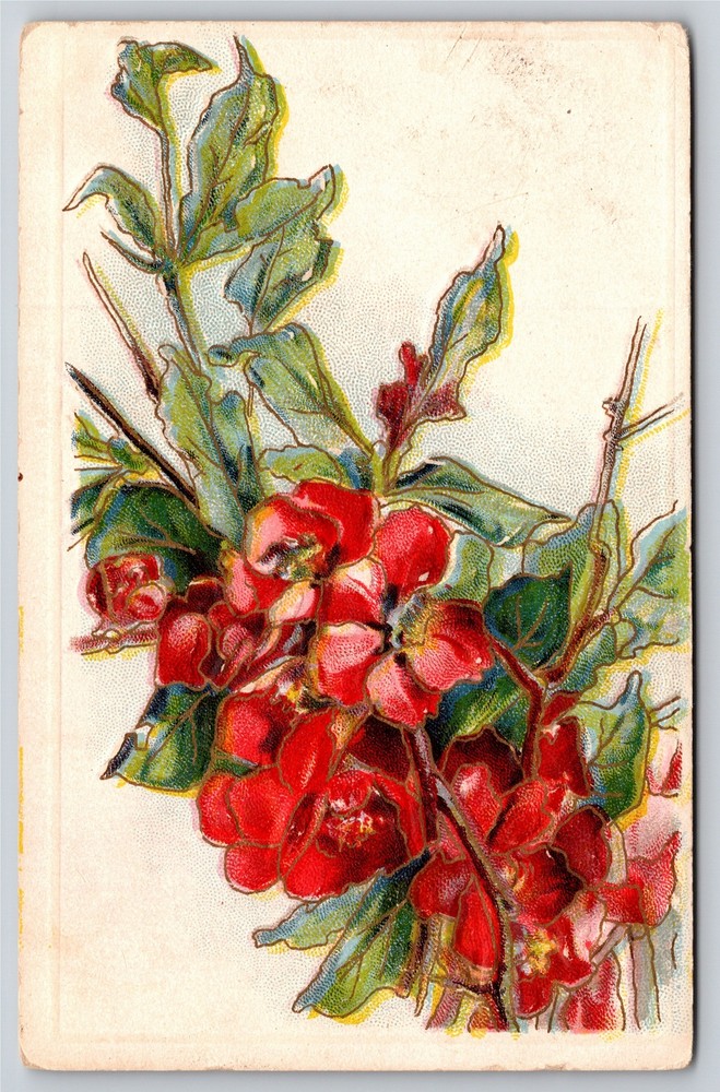 Greetings~Red Flowers On White Background~Vintage Postcard