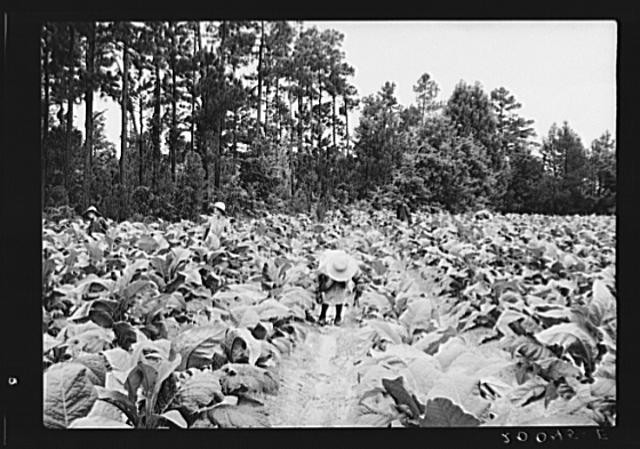 Photo:Granville County North Carolina Tobacco Field 1930s Farm Workers