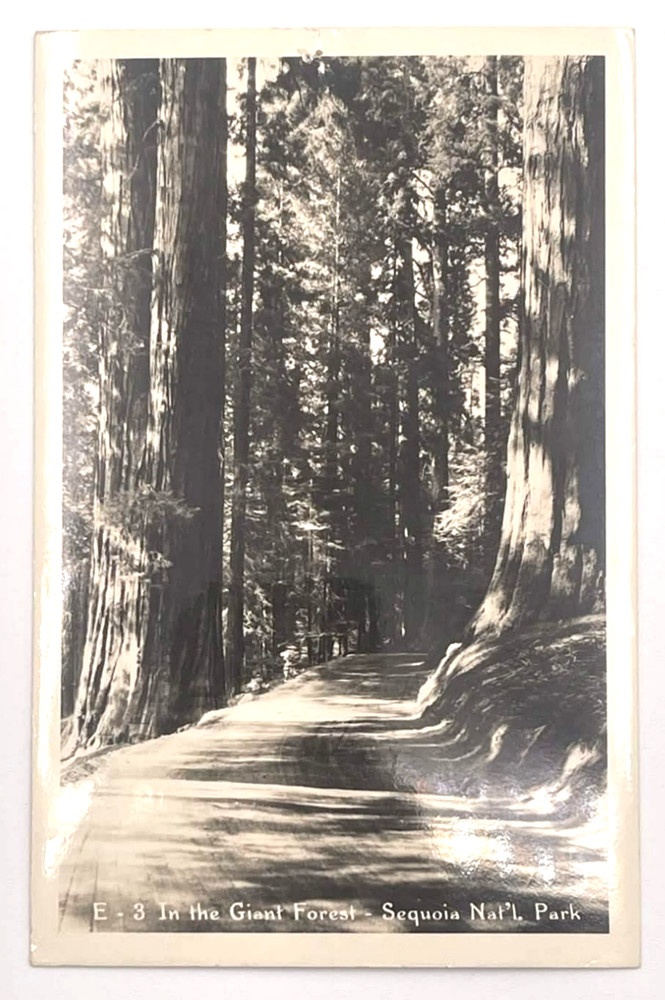 RPPC Giant Forest Sequoia National Park CA 1949 Postcard