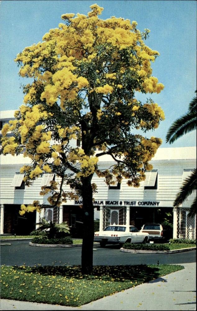 Bank of Palm Beach and Trust Company ~ Florida FL ~ Tabebuia Argentia tree 1950s
