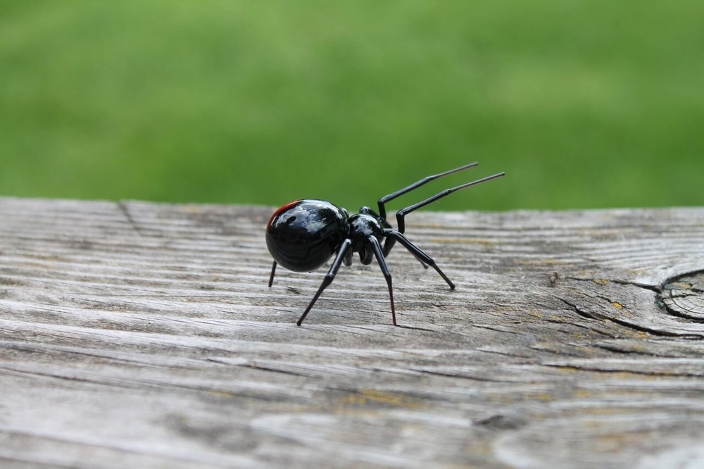 Black Widow Spider Figurine Hand Blown Art Glass Decor