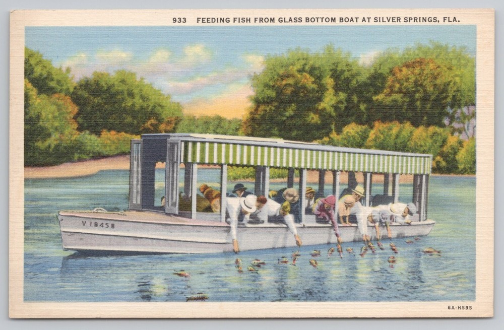 Feeding Fish From Glass Bottom Boat Silver Springs Florida FL Postcard Fish