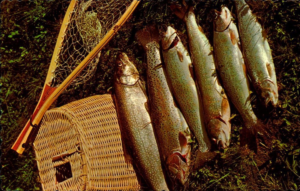 Maine Vintage Postcard FISH -A GOOD DAY'S CATCH UNPOSTED-bk45
