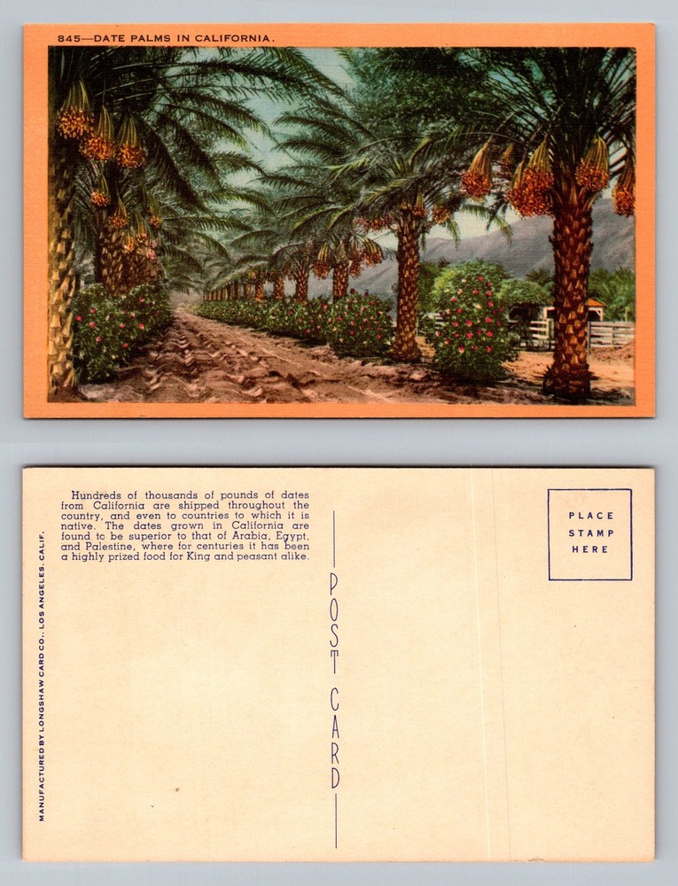 California, CA-California, Date Palms Orchard Loaded With Fruit Vintage Postcard